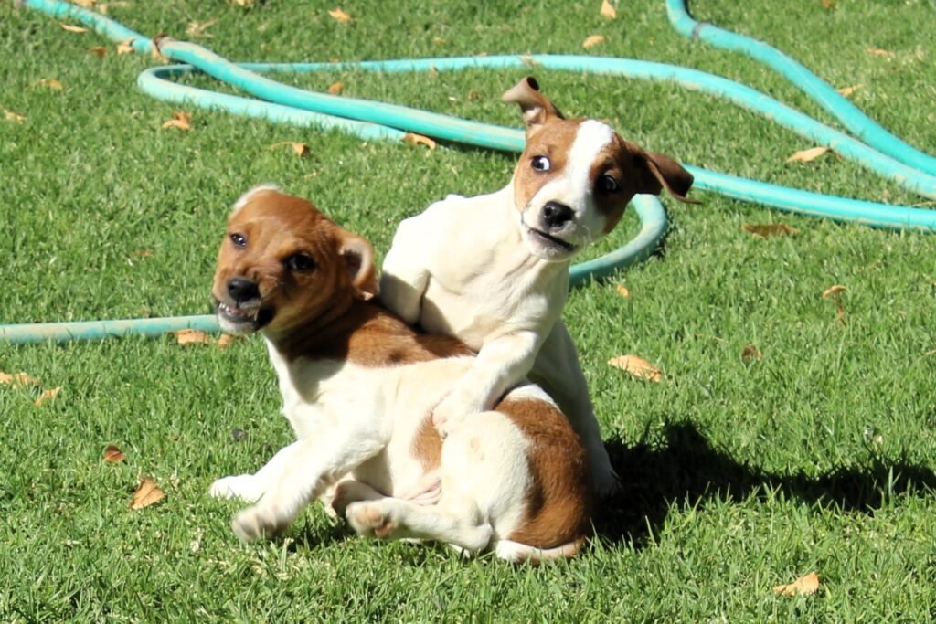 Jackson & Russell as little puppies.